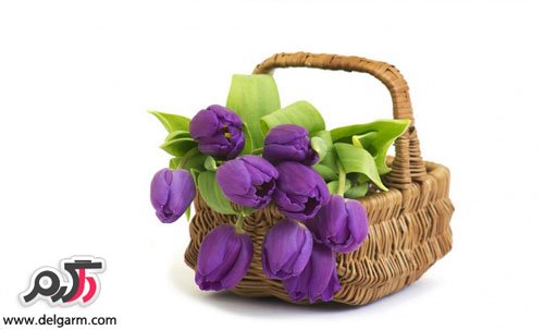 عکس گل لاله بسیار زیبا (2 نکته مهم)