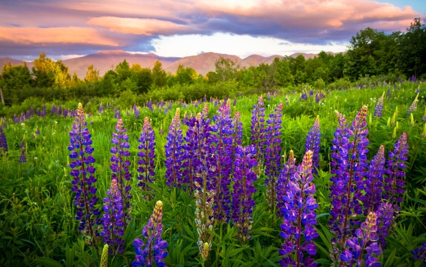 سری شانزدهم از تصاویر زیبای گل ها