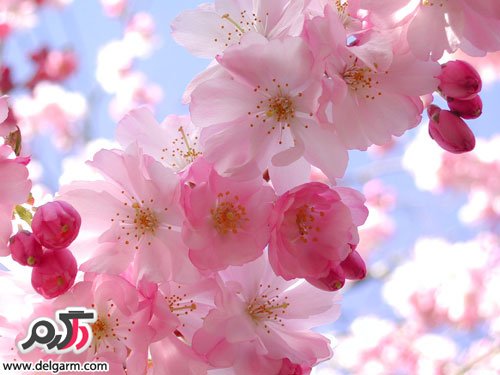 جدیدترین عکس های بهار