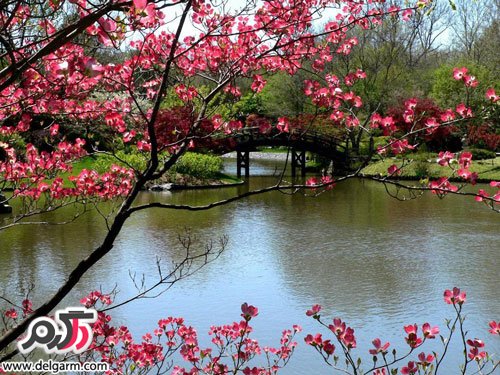 جدیدترین عکس های بهار