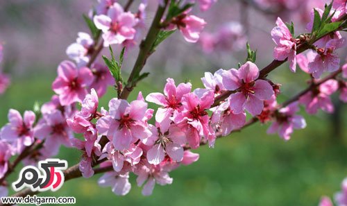 جدیدترین عکس های بهار