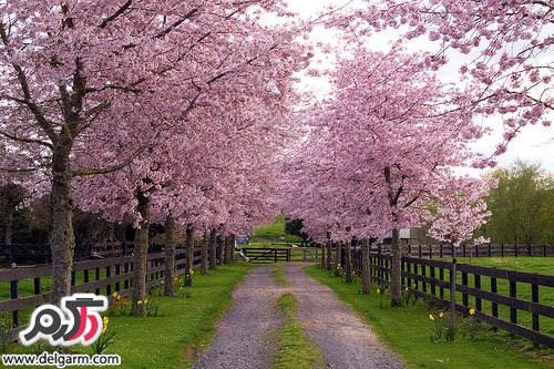 جدیدترین عکس های بهار