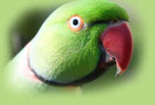 پاراکیت طوق دار هندی یا ملنگو-indian ringneck parakeet (2 نکته مهم)
