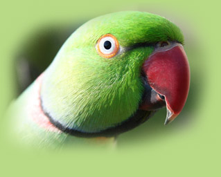 پاراکیت طوق دار هندی یا ملنگو-indian ringneck parakeet (2 نکته مهم) پاراکیت طوق دار هندی یا ملنگو-indian ringneck parakeet (2 نکته مهم)