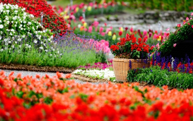تصاویری زیبا از گل های زیبا سری اول (2 نکته مهم)