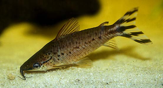 معرفی ماهی های آکوایومی و زینتی-کتفیش دم پرچمی (Flagtail Catfish) (2 نکته مهم)