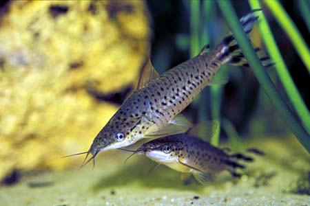 کتفیش دم پرچمی (Flagtail Catfish)