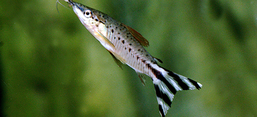 کتفیش دم پرچمی (Flagtail Catfish)