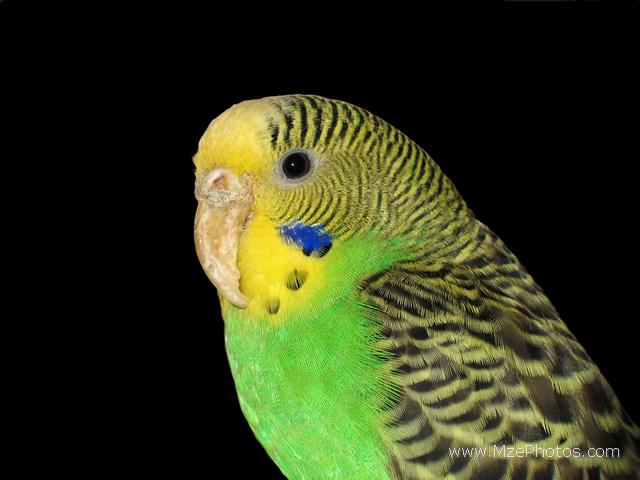 معرفی مرغ عشق، پرنده محبوب ایرانیان (2 نکته مهم)