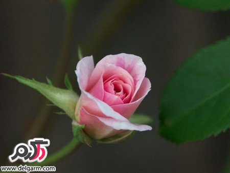 عکس رز صورتی زیبا و فانتزی طبیعی (2 نکته مهم)