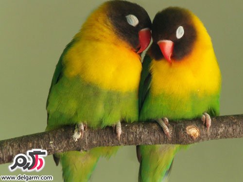 تصاویر جدید پرنده‌های زیبا