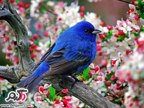 تصاویر جدید پرنده‌های زیبا