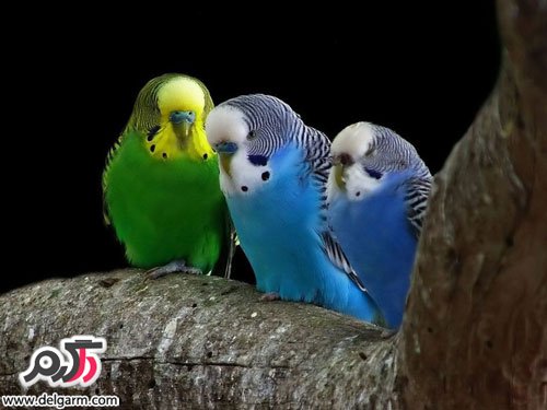 تصاویر جدید پرنده‌های زیبا