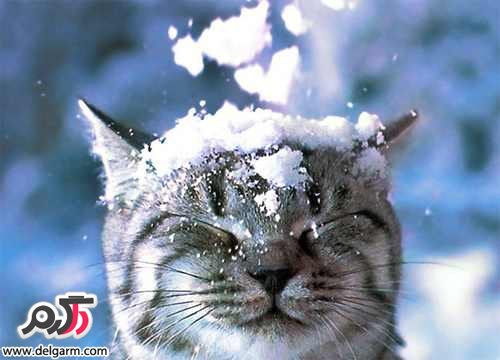عکس های جالب و دیدنی از حیوانات در برف (2 نکته مهم)
