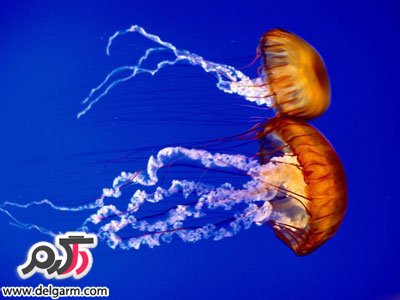 عکس‌های ماهی‌های بسیار زیبا و جذاب