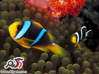 عکس‌های ماهی‌های بسیار زیبا و جذاب