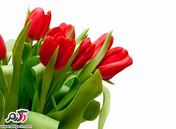 سری جدید از عکسهایی دیدنی گلهای بسیار زیبا (2 نکته مهم)