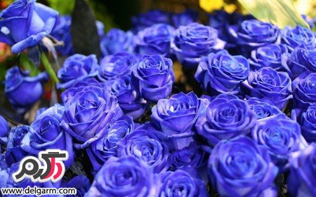 عکس گل رز آبی رنگ و فانتزی