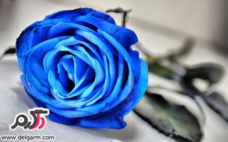 عکس گل رز آبی رنگ و فانتزی