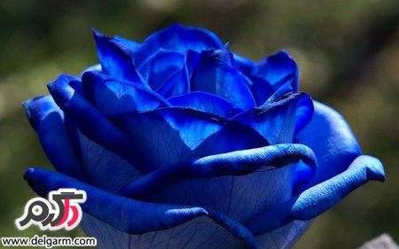 عکس گل رز آبی رنگ و فانتزی