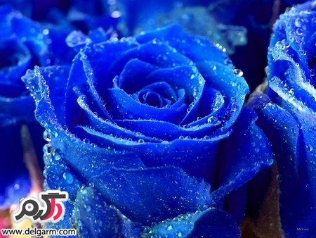 عکس گل رز آبی رنگ و فانتزی