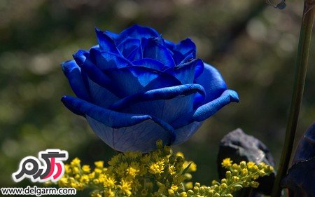عکس گل رز آبی رنگ و فانتزی