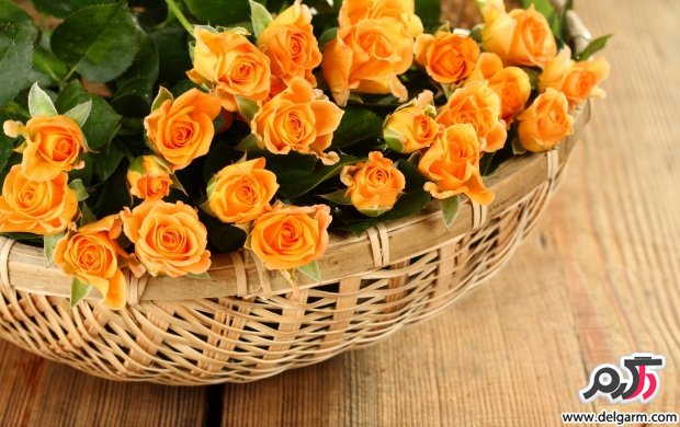 تصاویری زیبا از گل های زیبا سری 17 (2 نکته مهم)