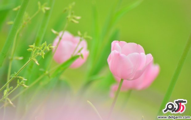 سری 17 تصاویر فوق العاده از گل های زیبا - مجله اینترنتی رضیم