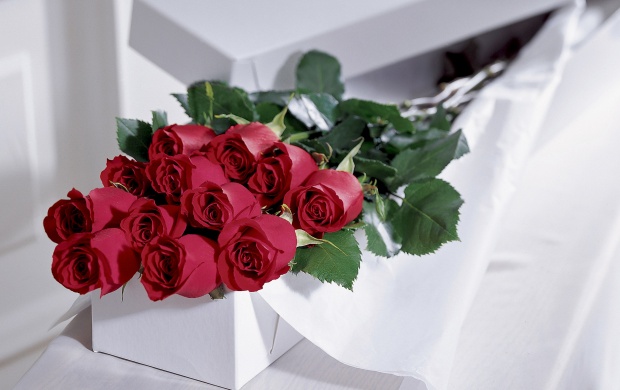 تصاویری زیبا از گل های زیبا سری چهاردهم