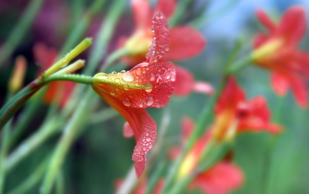 تصاویری زیبا از گل های زیبا سری چهاردهم