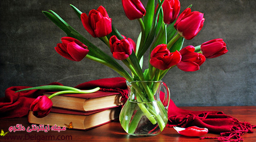 گل لاله قرمز و بسیار زیبا و حیرت آور (2 نکته مهم)