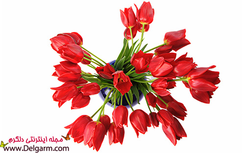 گل لاله قرمز، زیبا و شگفت‌انگیز