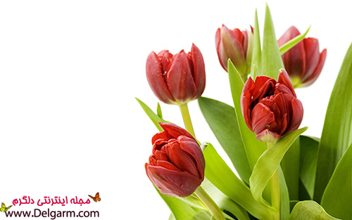 گل لاله قرمز، زیبا و شگفت‌انگیز