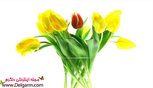 گل لاله زرد زیبا به شکلی شگفت‌انگیز