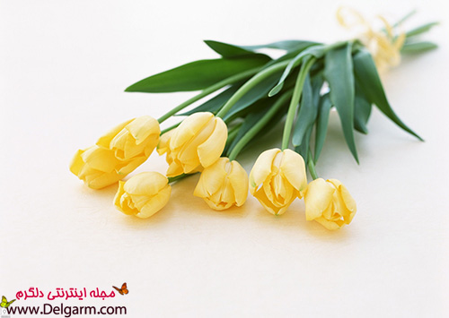 گل لاله زرد زیبا به شکلی شگفت‌انگیز