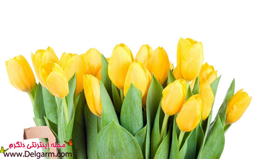 گل لاله زرد زیبا به شکلی شگفت‌انگیز