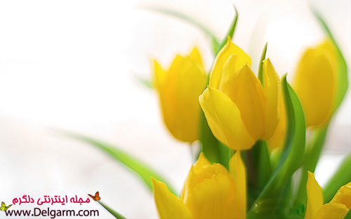 گل لاله زرد زیبا به شکلی شگفت‌انگیز