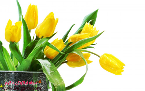 گل لاله زرد زیبا به شکلی شگفت‌انگیز