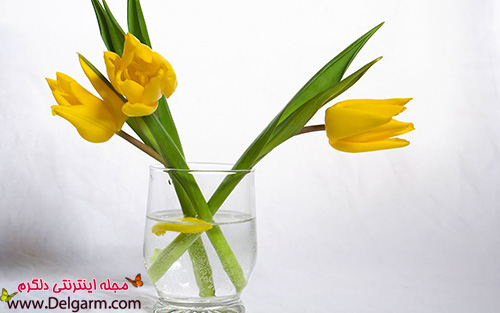 گل لاله زرد زیبا به شکلی شگفت‌انگیز