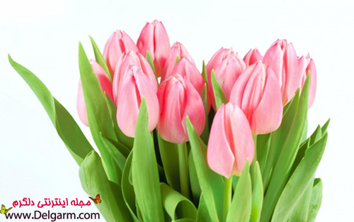 عکس گل لاله صورتی زیبا (2 نکته مهم)