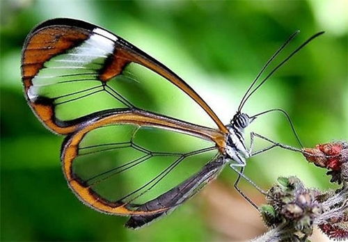 animal
