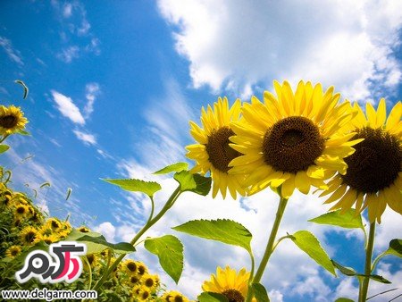عکس‌های زیبا از فصل‌های مختلف زمین