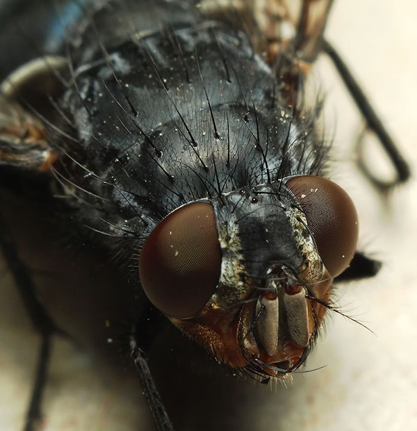 insect