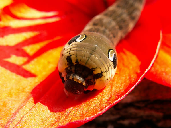 insect