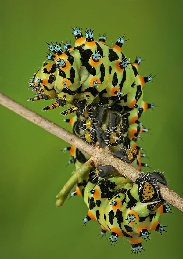 insect