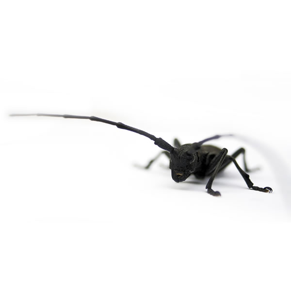insect