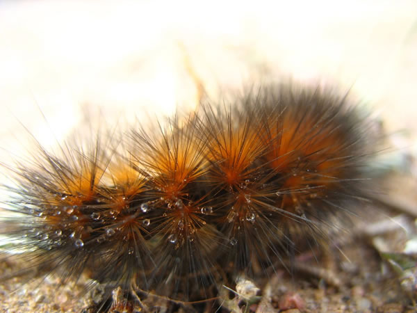 insect