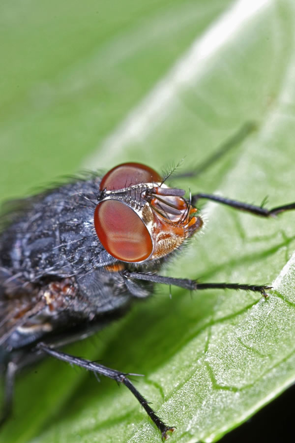 insect
