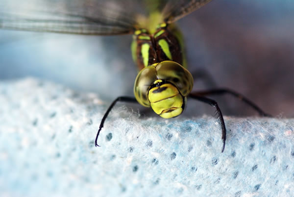 insect