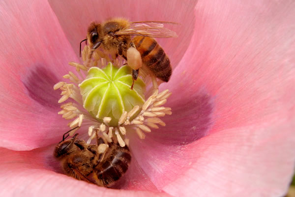 insect